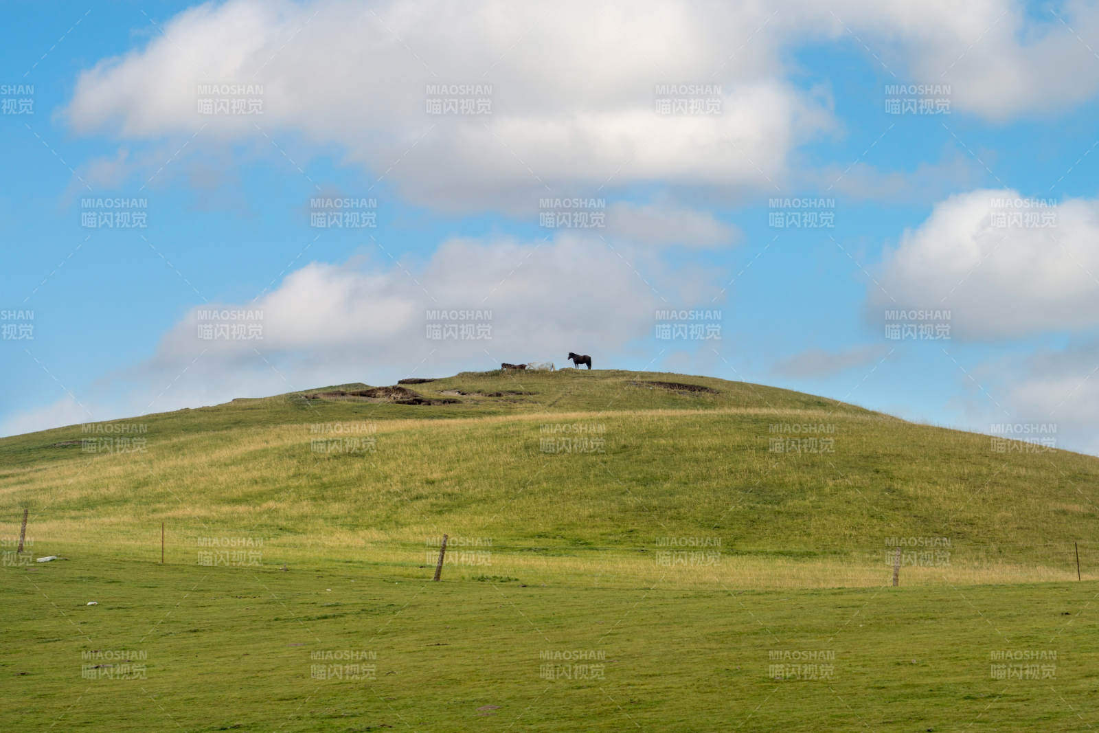 草原上的孤独马影图片