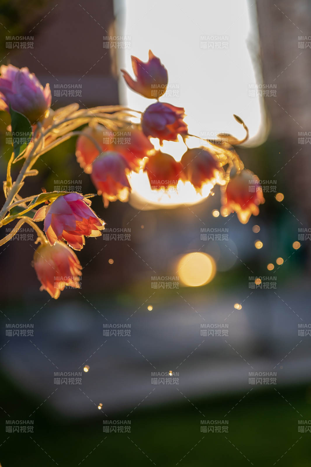 夕阳下的花影斑驳图片