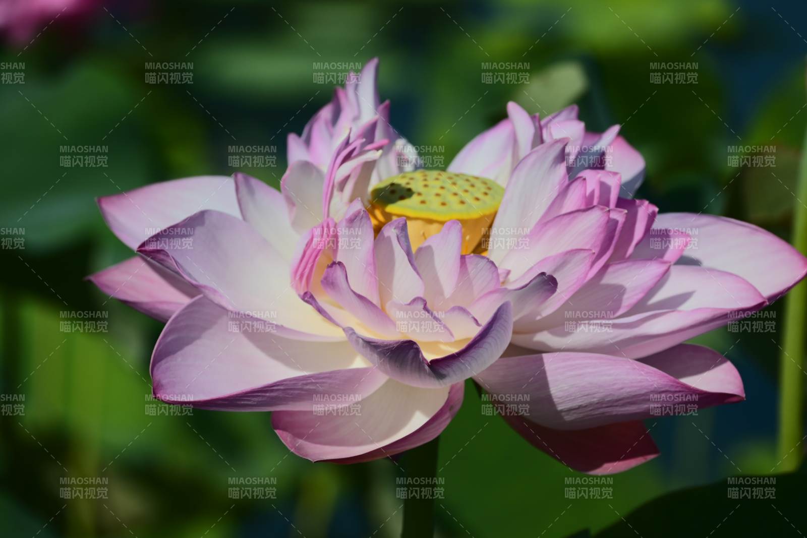 莲花绽放 清新雅致图片