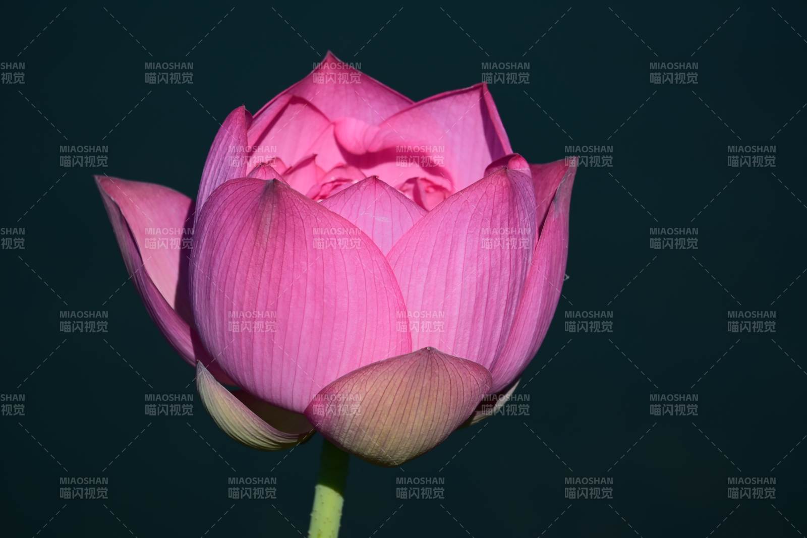 粉色莲花静谧绽放图片