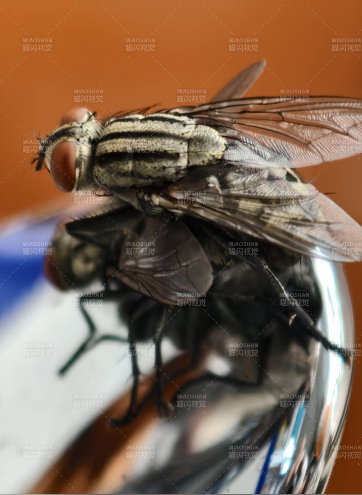 两只苍蝇在玻璃上的特写图片