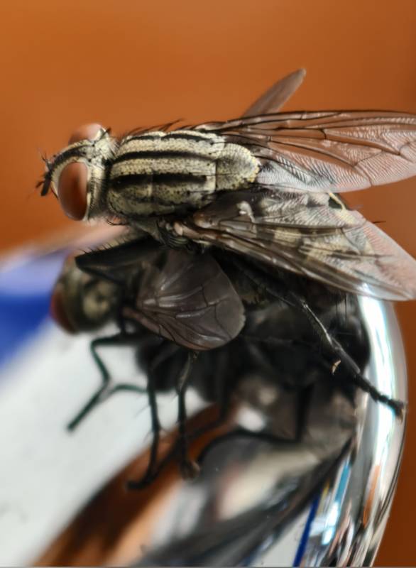 两只苍蝇在玻璃上的特写图片