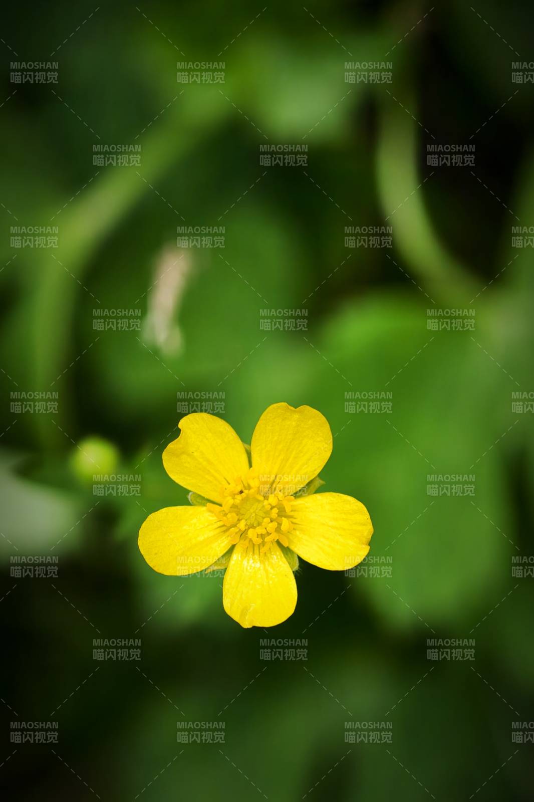 小黄花在绿叶中绽放图片