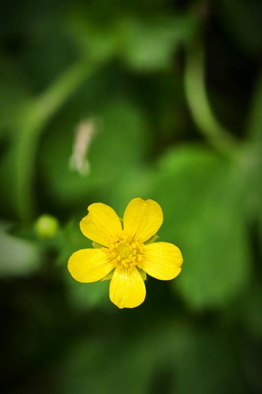 小黄花在绿叶中绽放图片