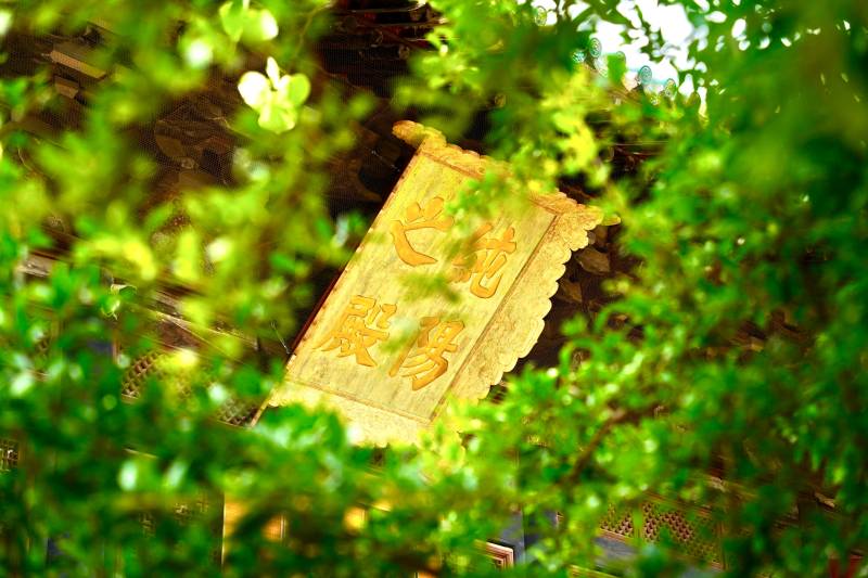 绿叶掩映古牌匾图片