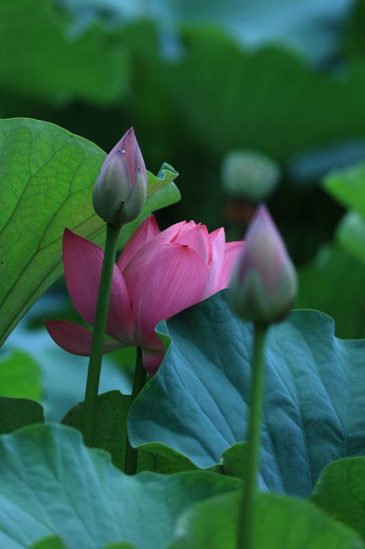 荷花绽放 绿叶相伴图片