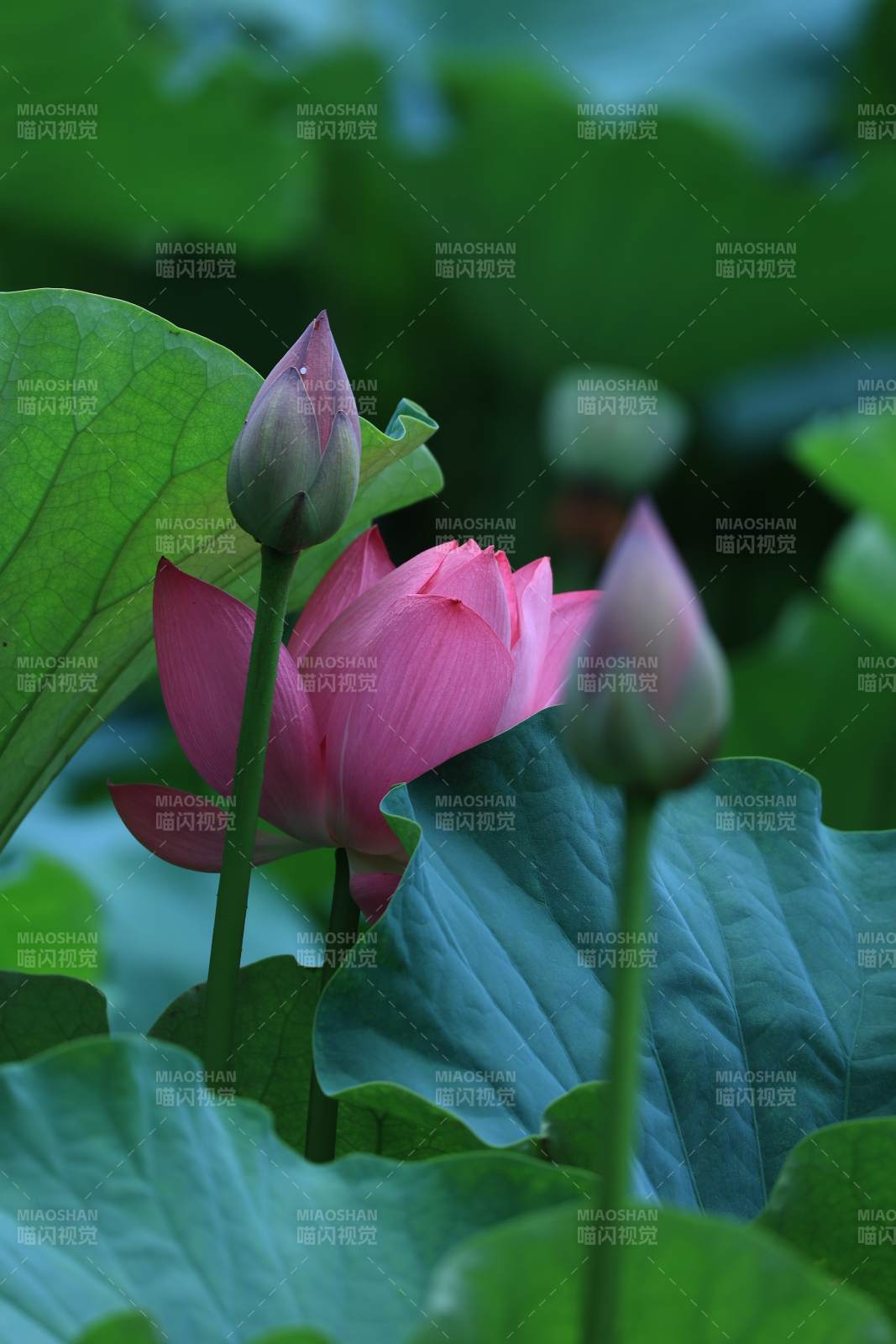 荷花绽放 绿叶相伴图片