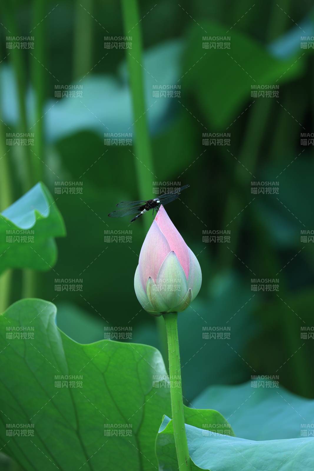 蜻蜓停驻莲花蕾图片
