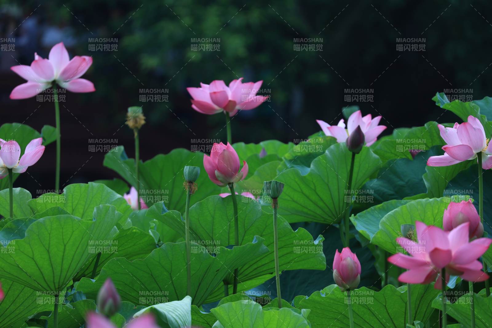 荷花盛开 绿叶相伴图片