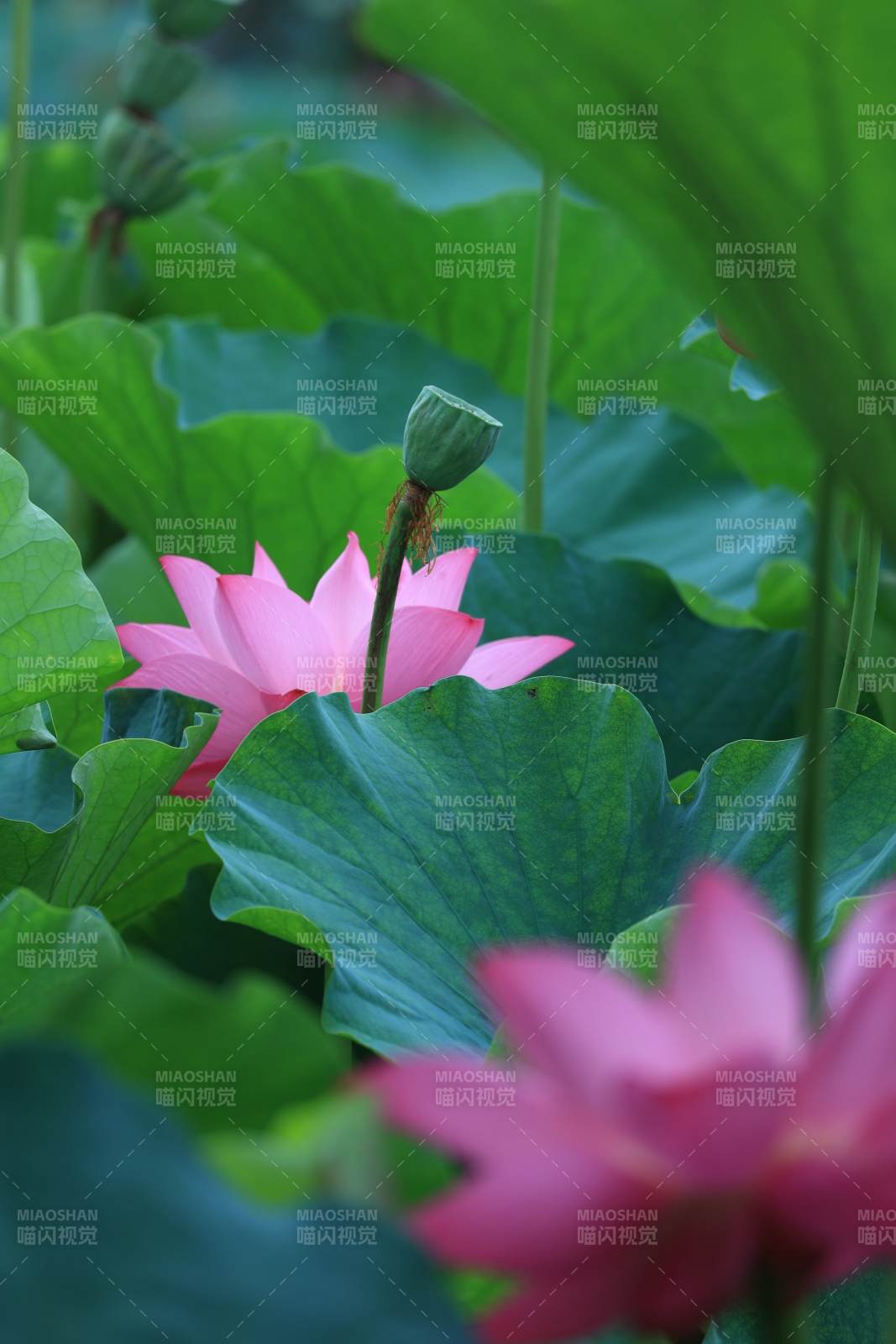 荷塘静谧 粉莲绽放图片