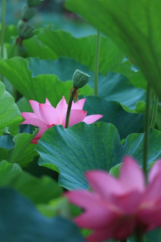 荷塘静谧 粉莲绽放图片