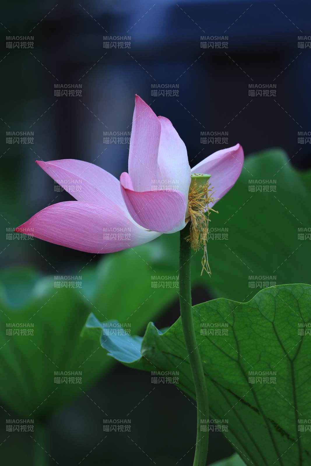 粉嫩莲花静谧绽放图片