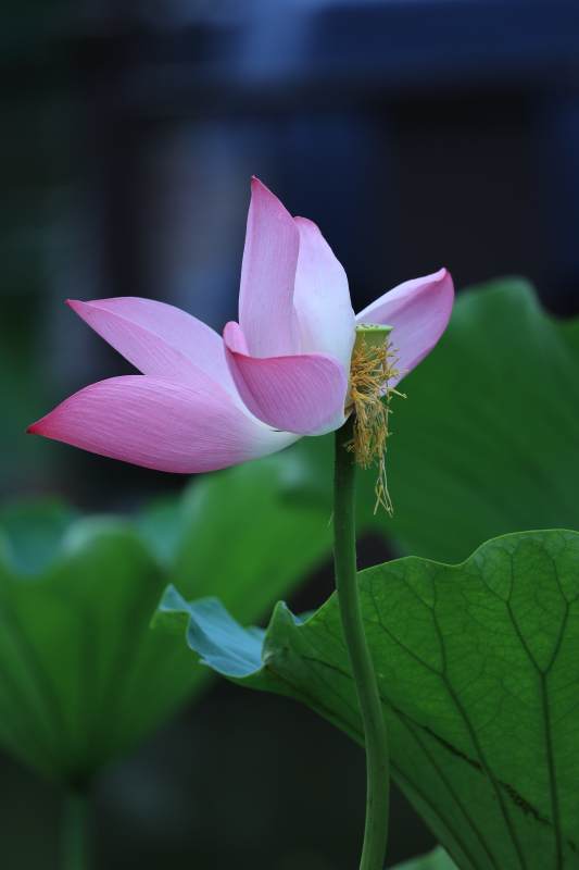 粉嫩莲花静谧绽放图片