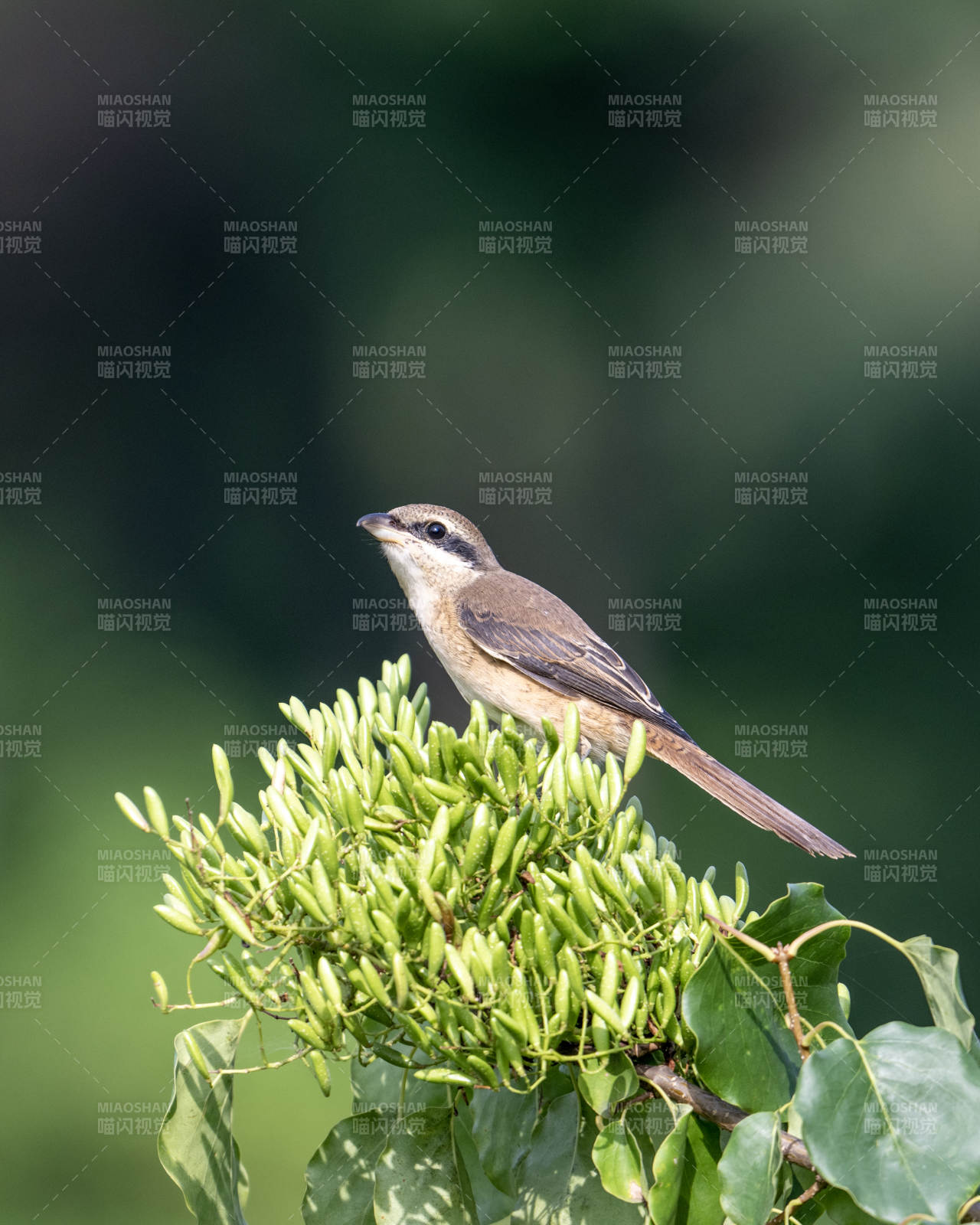 枝头小鸟静栖图图片