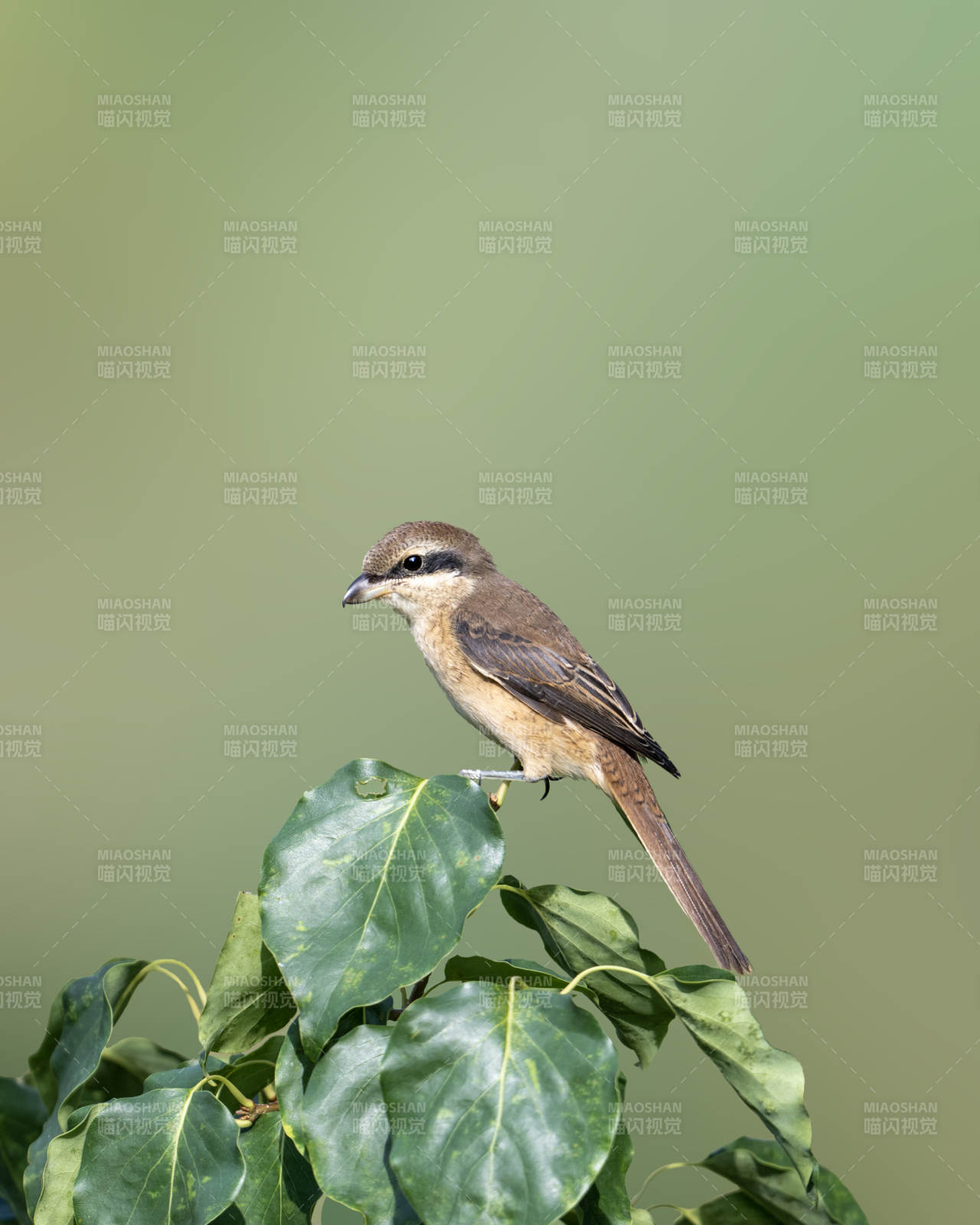 枝头栖息的鸟儿图片