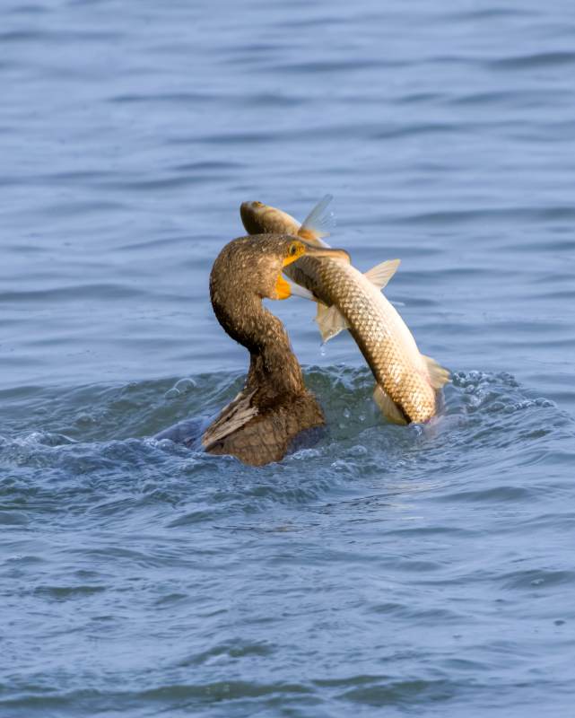 鸬鹚捕获大鱼瞬间图片