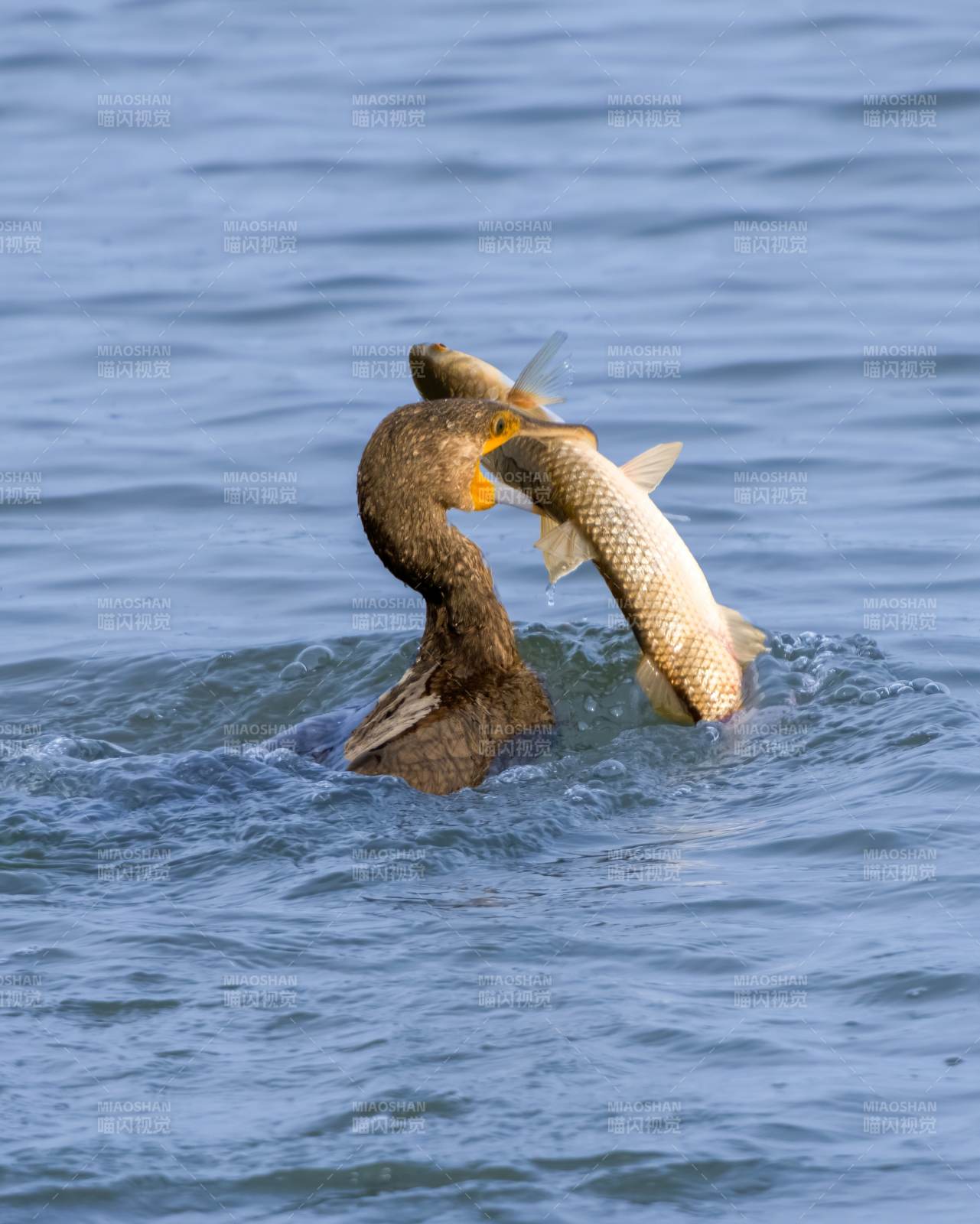 鸬鹚捕获大鱼瞬间图片