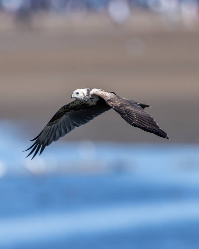翱翔的鹰影图片