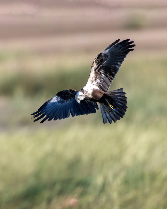 翱翔的鹰在草原上空图片