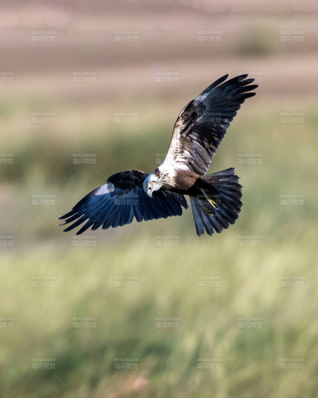 翱翔的鹰在草原上空图片