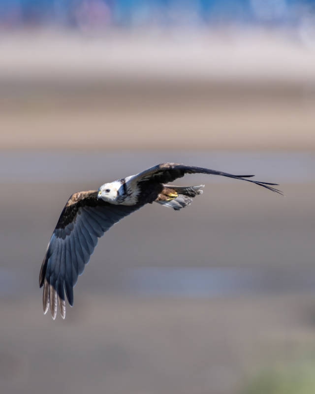 翱翔的鹰 自由飞翔图片