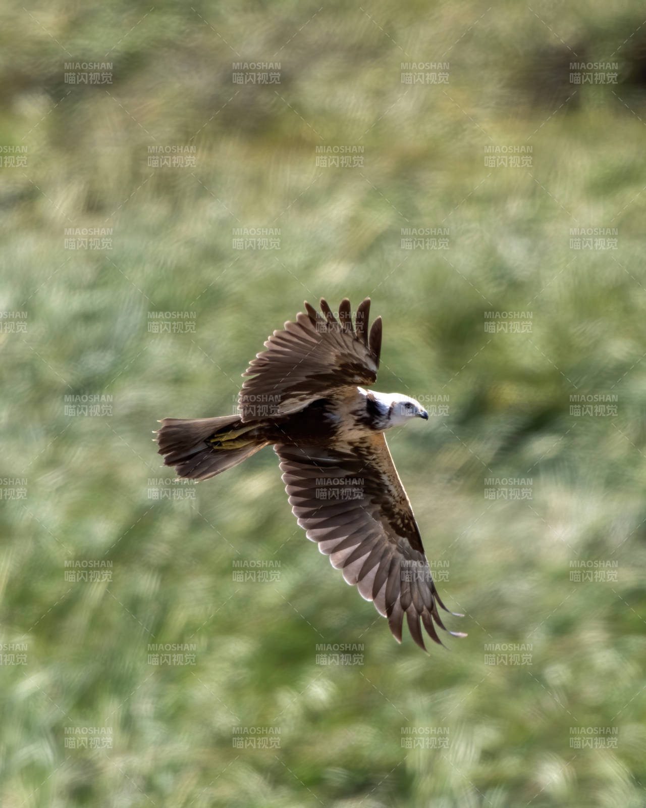 飞翔的鹰在草地上空图片