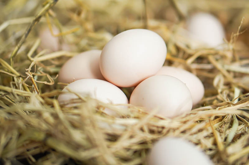 鸡蛋在稻草中的特写图片