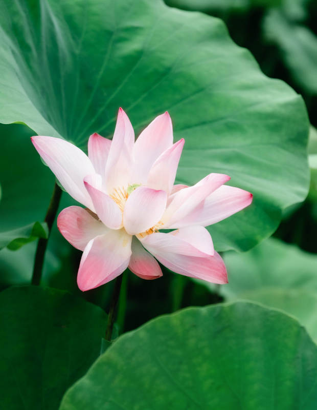 粉嫩莲花映绿叶图片