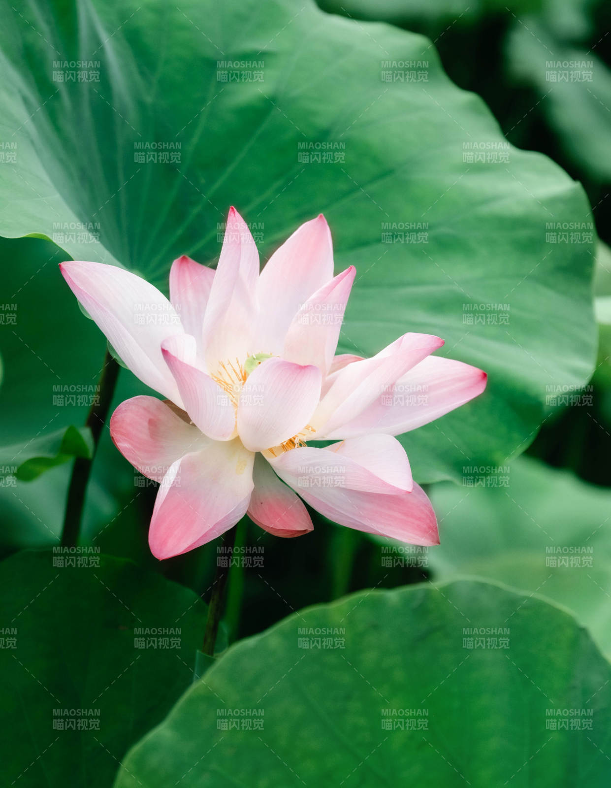 粉嫩莲花映绿叶图片