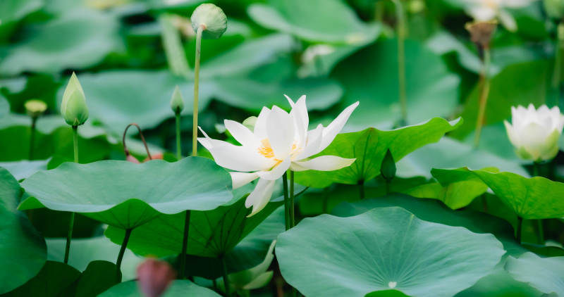 荷塘清幽 白莲绽放图片