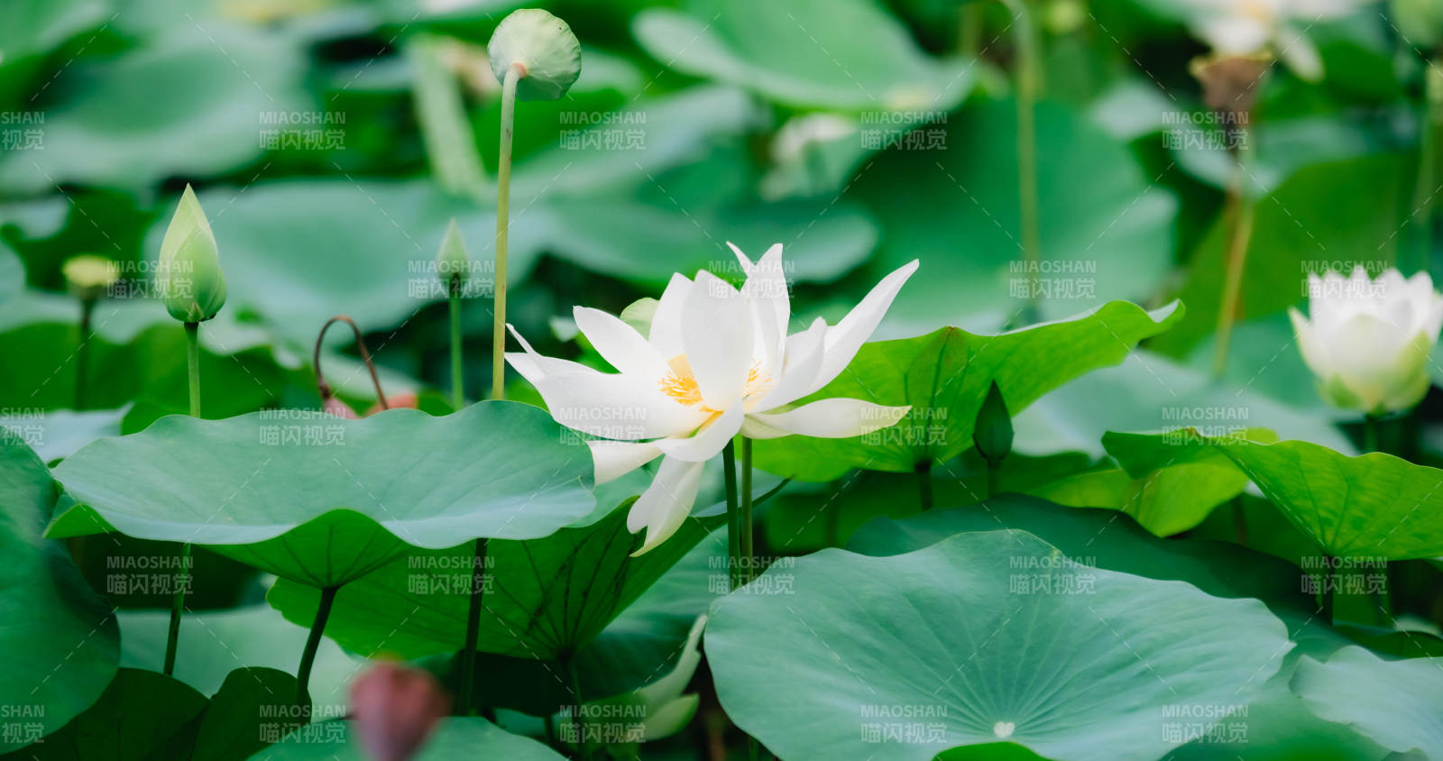 荷塘清幽 白莲绽放图片