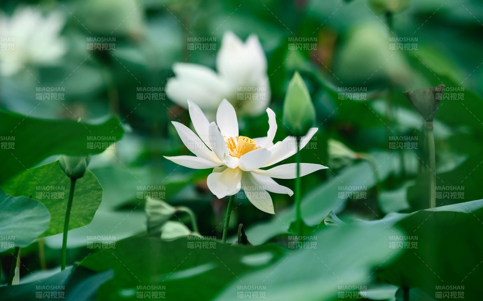 池中白莲静谧绽放图片