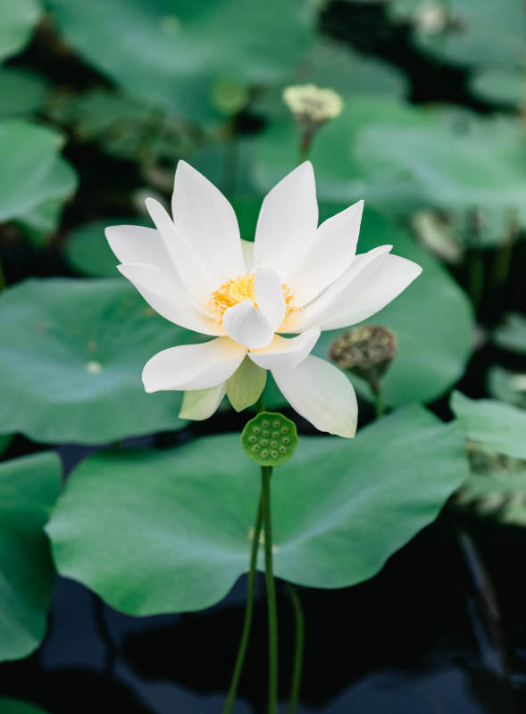 池中白莲静谧绽放图片