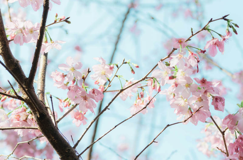 春日樱花绽放枝头图片