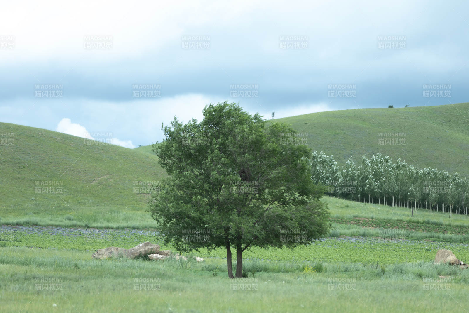 草原上的孤独树影 石条山图片