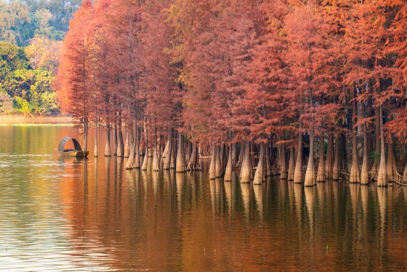 广州秋日落羽杉图片