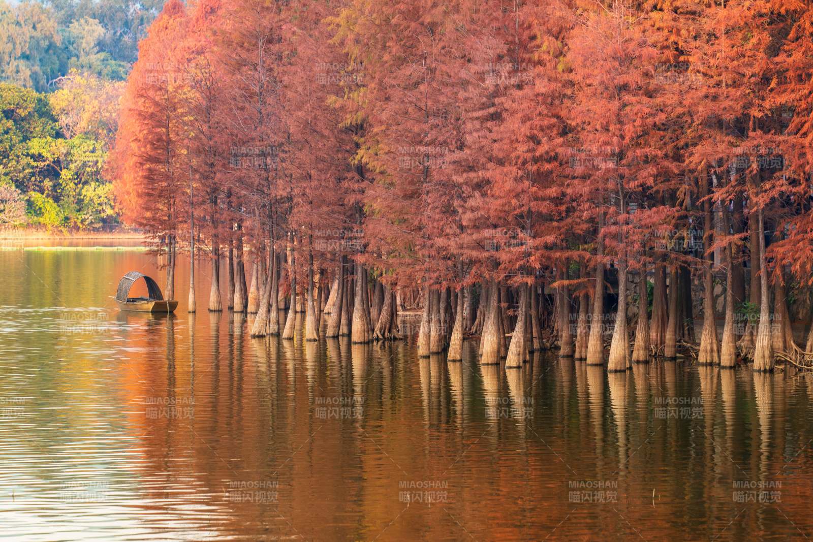 广州秋日落羽杉图片