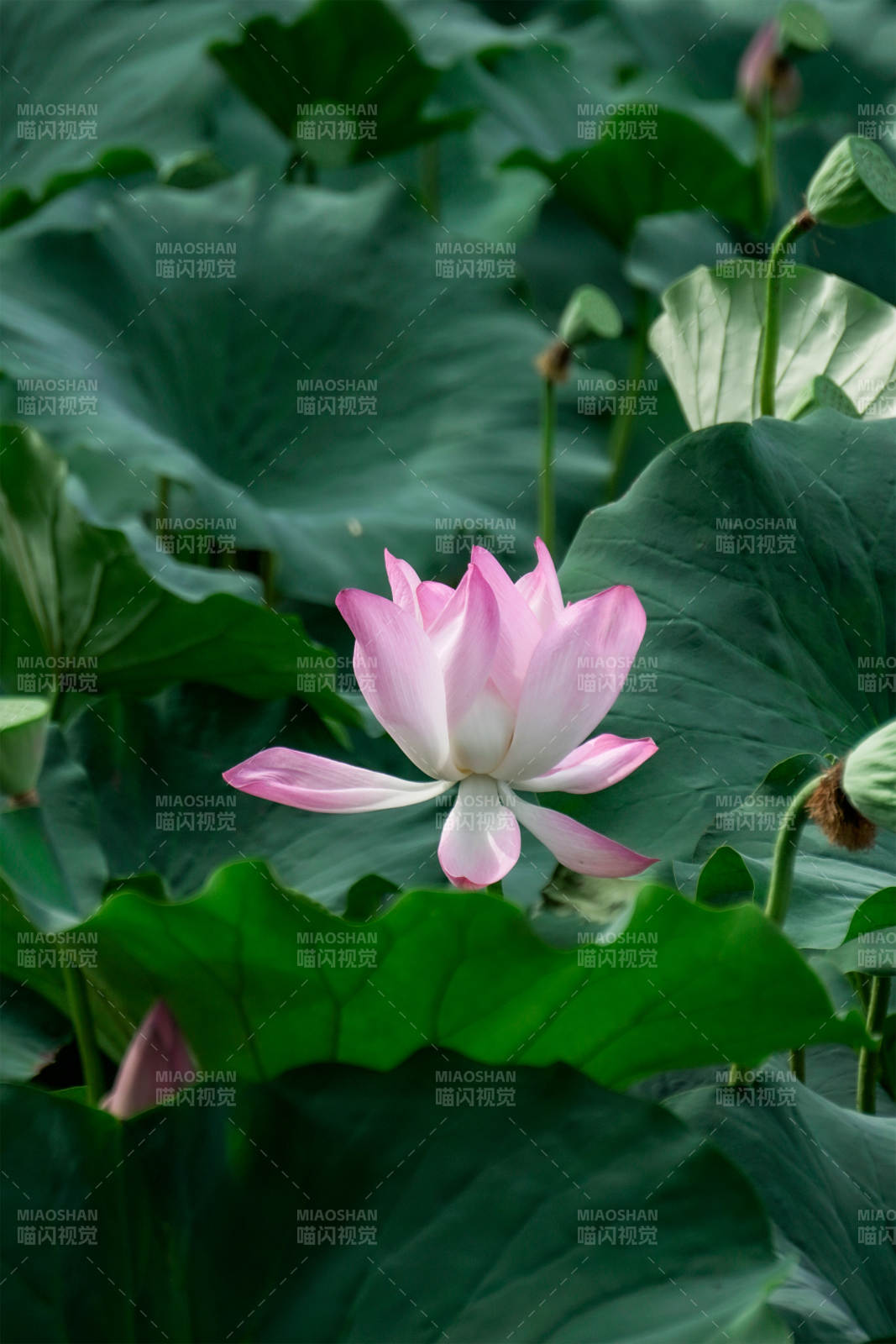 荷花盛开 绿叶相伴图片