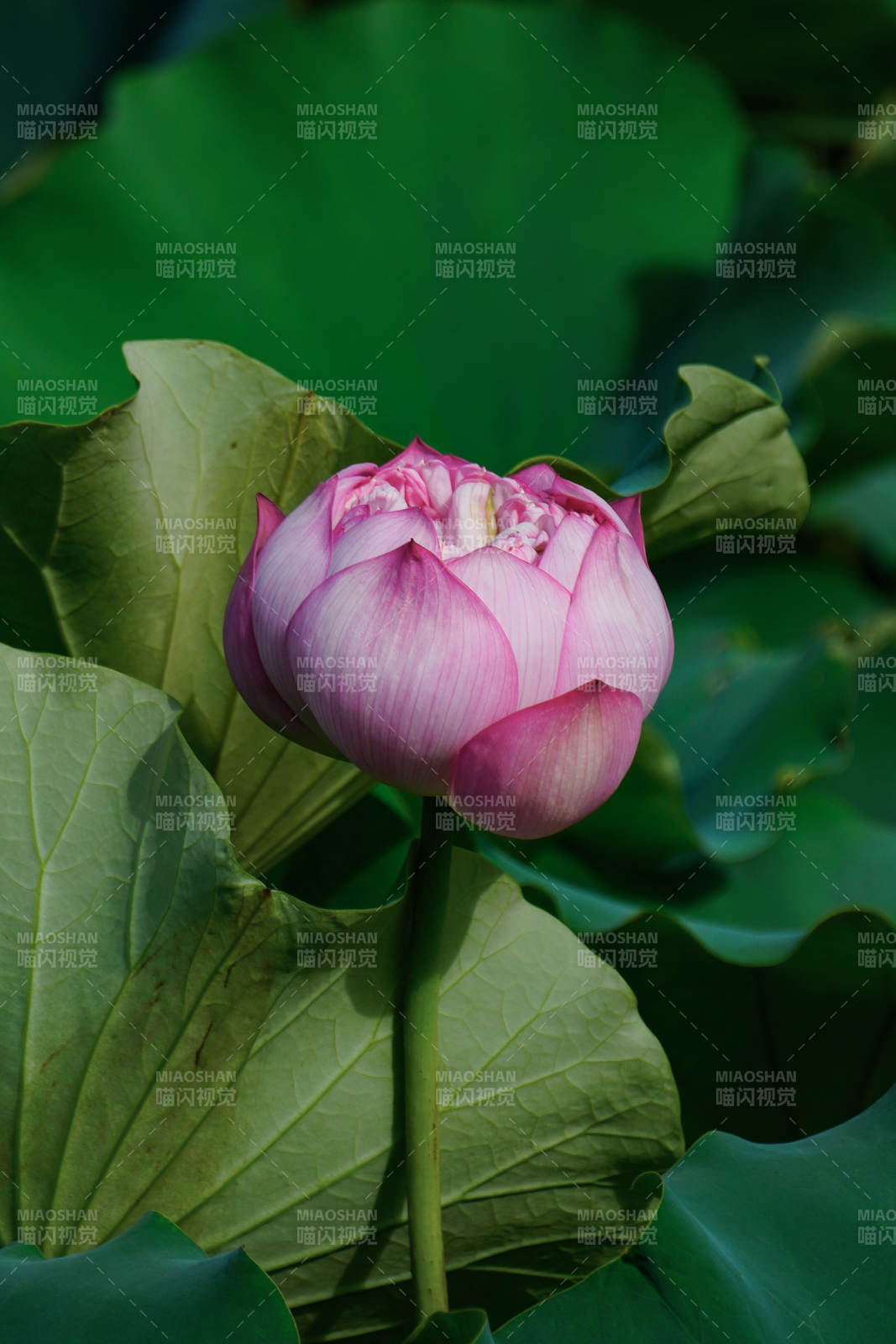 莲花初绽 绿叶相衬图片