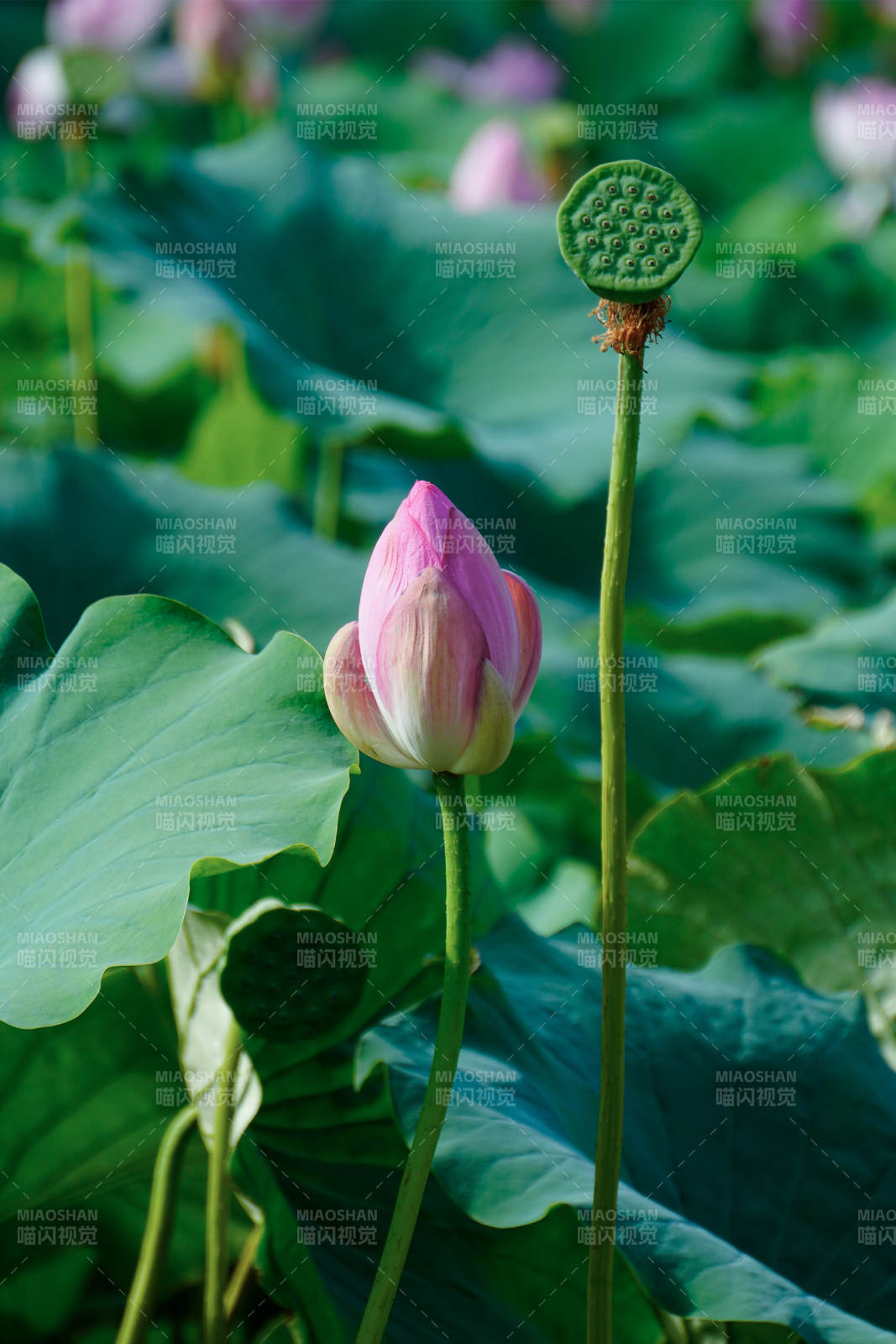 荷塘静谧 莲花初绽图片