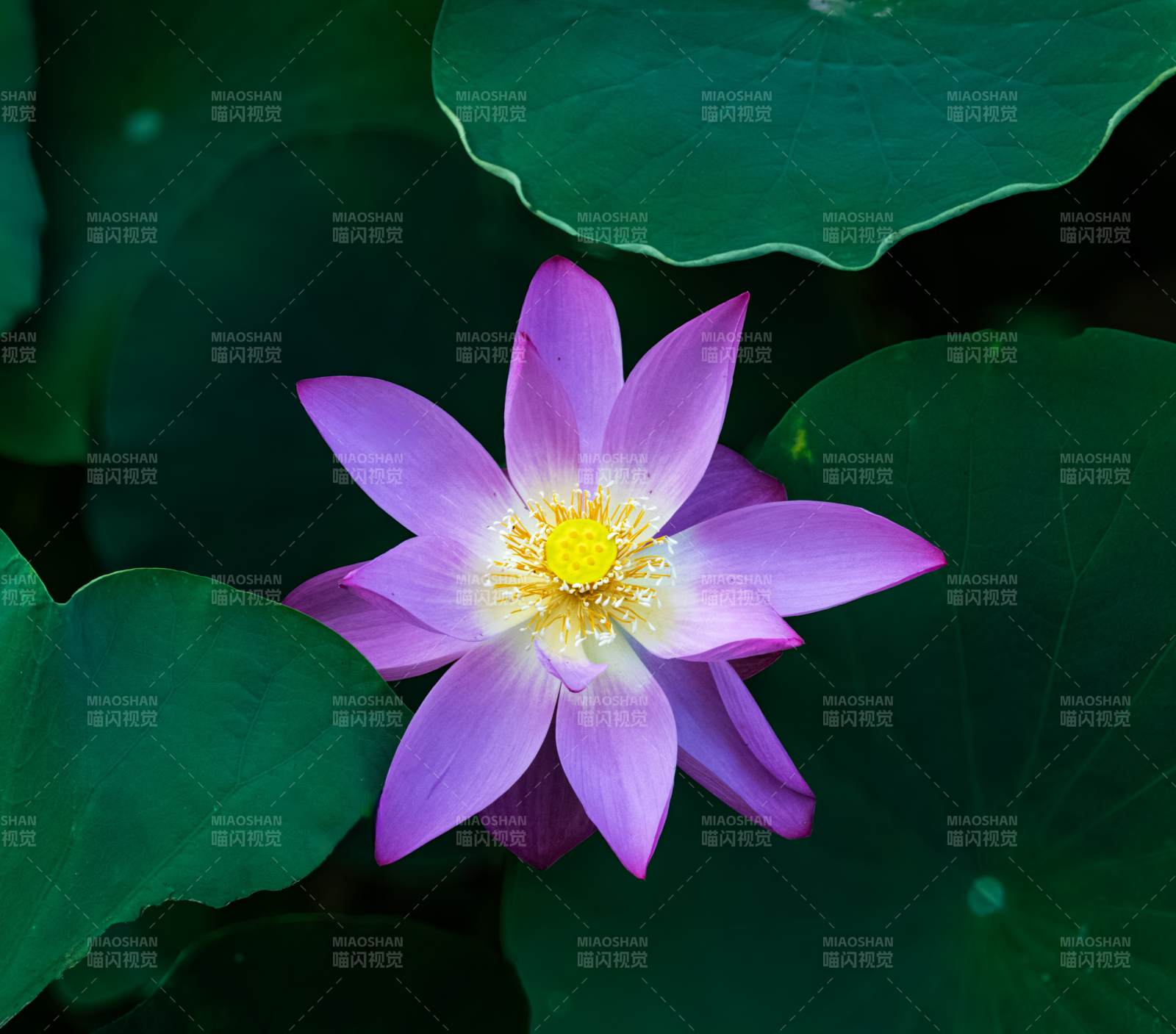 莲花绽放 绿叶相伴图片