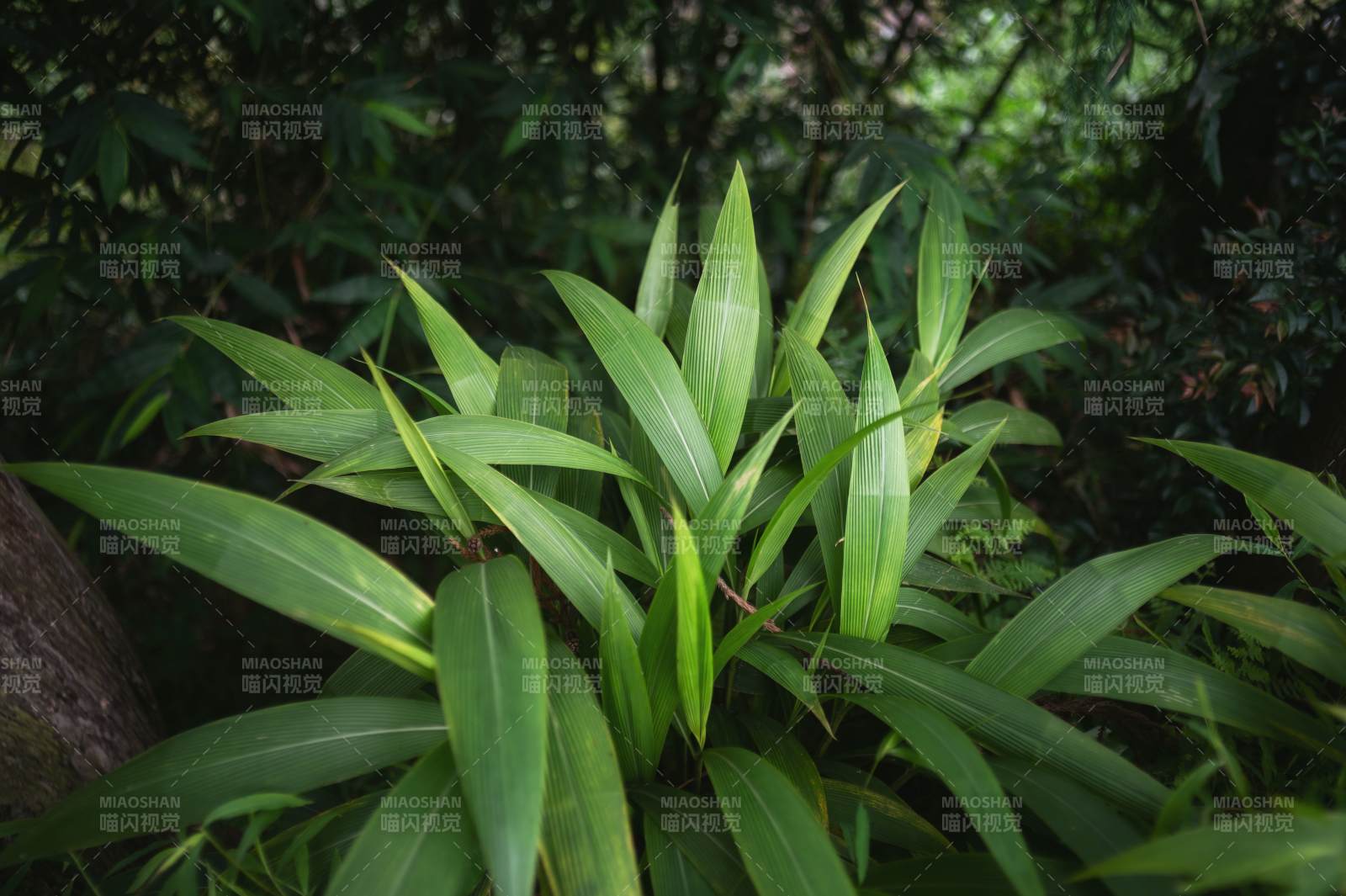 绿叶丛生 自然生机勃勃图片