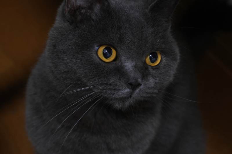 灰色猫咪的温柔凝视图片