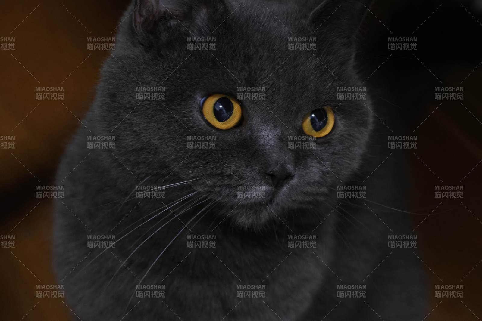 灰色猫咪的温柔凝视图片