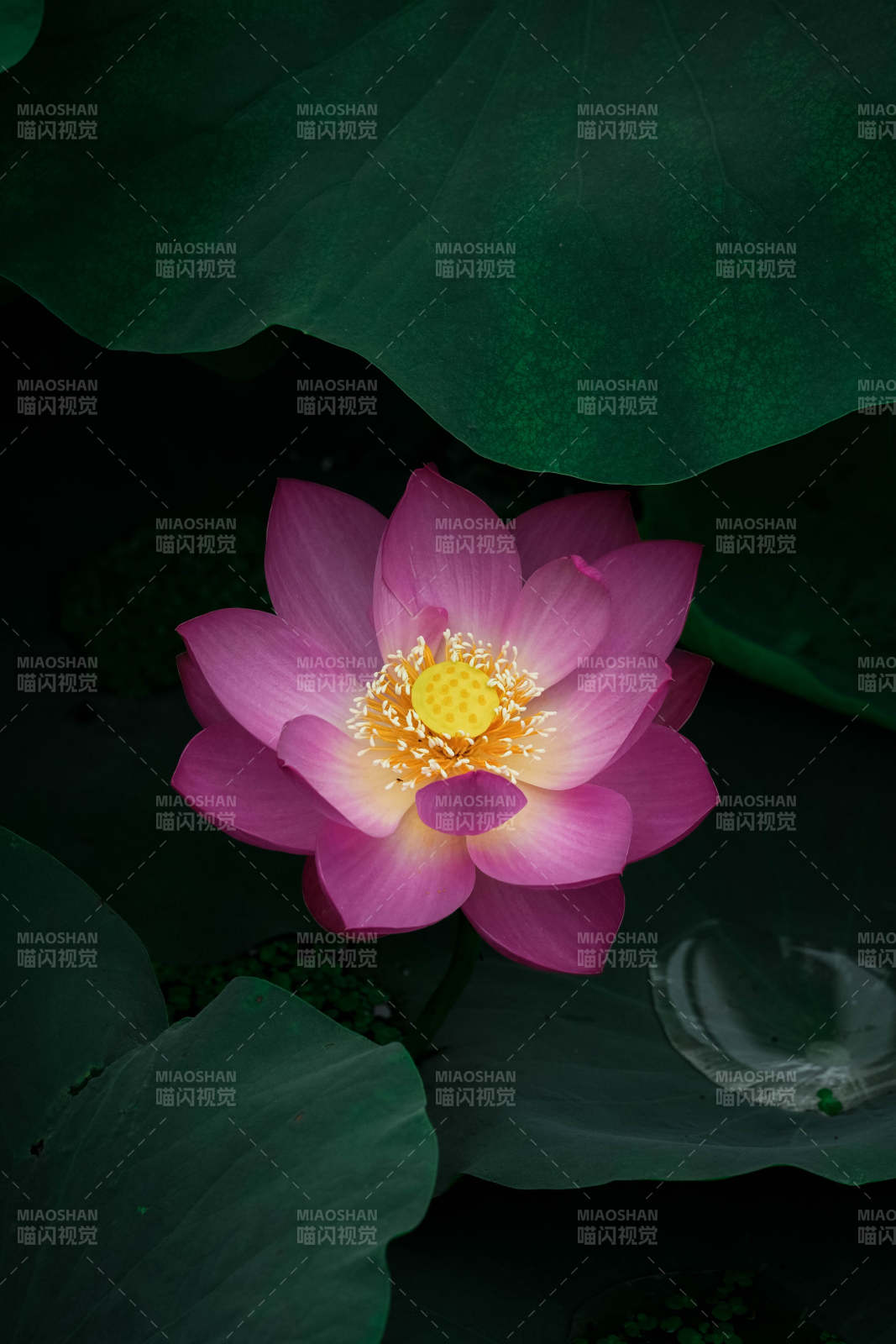 粉莲静谧 绿叶相衬图片