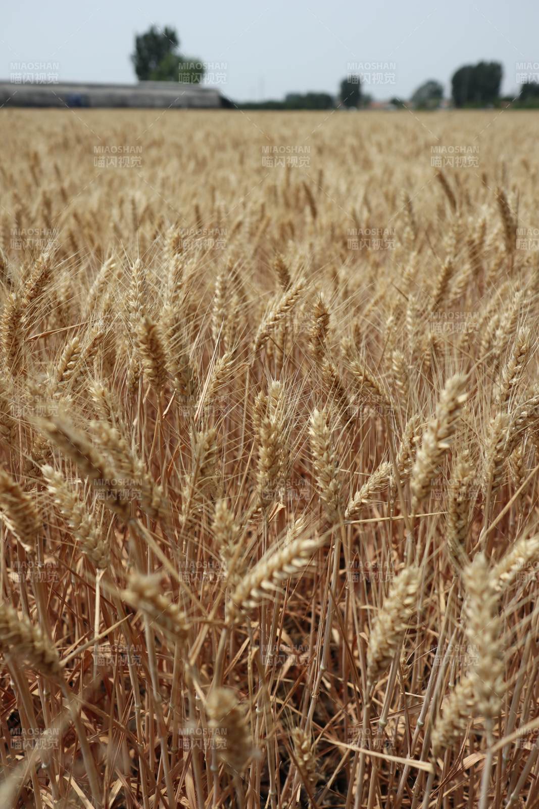 金黄麦田 丰收在望图片