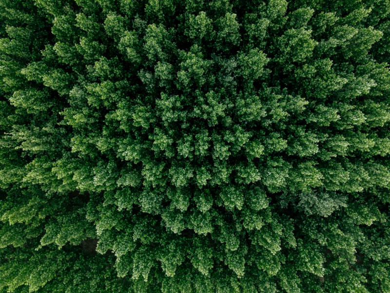 俯瞰森林绿意盎然图片