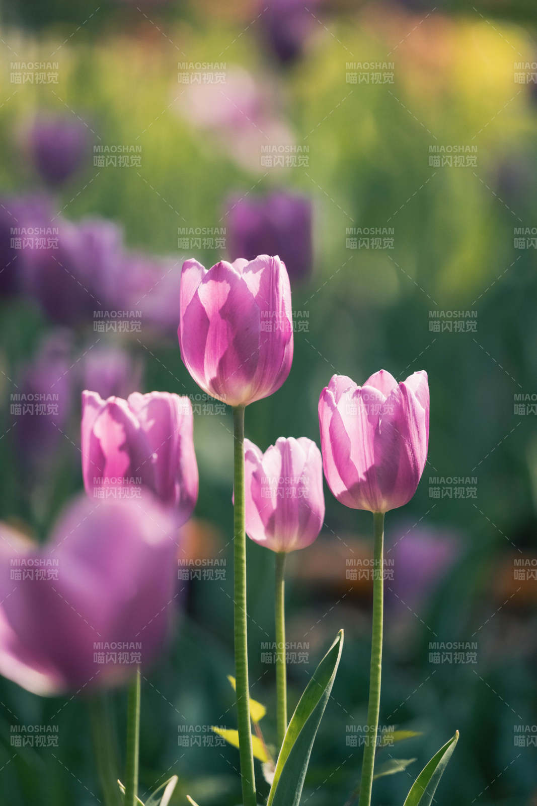 紫色郁金香的美丽瞬间图片