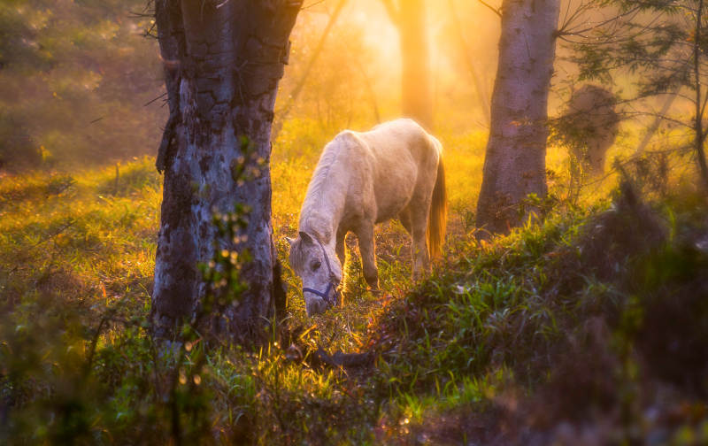 晨光中的白马图片