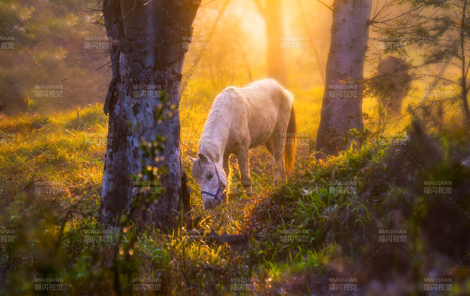 晨光中的白马图片